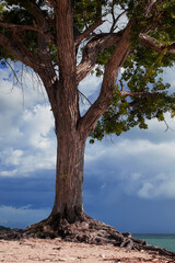 lush old tall tree by the sea before the storm