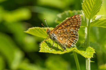 Nymphalidae / Nazuğum / / Euphydryas aurinia