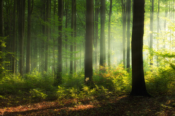Naklejka premium Beautiful sunny morning in green forest