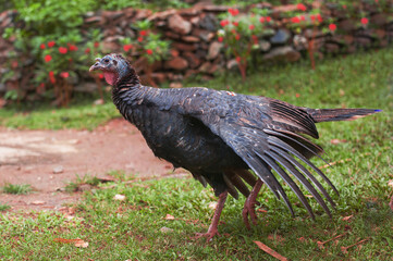 turkey male in the garden