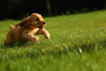 Amazing, newborn and cute red English Cocker Spaniel puppy detail. Cocker Spaniel puppy running on the green grassland.