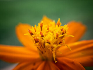 Yellow flower spa vibrant tranquil background Shallow dof