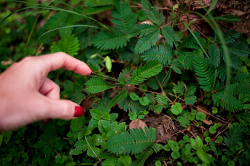 Mimosa pudica plant that closes its thin leaves when touched