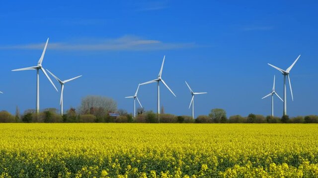 Yellow rapeseed field panorama with wind turbine or wind wheels.