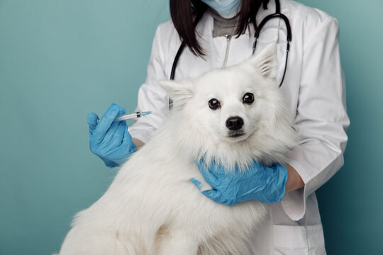 Veterinarian with stethoscope cheks white dog on table in vet clinic. Care for pets concept