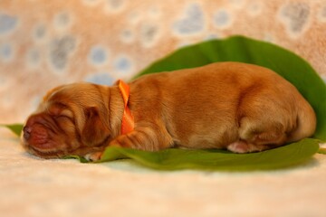Amazing, newborn and cute Eglish Cocker Spaniel puppy detail. Sleeping golden puppy on green sheet, Yellow background.