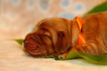 Amazing, newborn and cute Eglish Cocker Spaniel puppy detail.