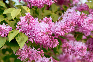 Beautiful blooming branch of lilac, spring, natural background.