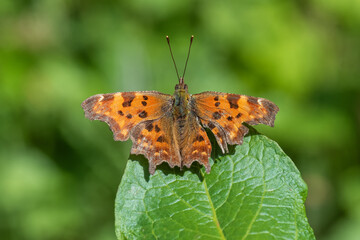 Nymphalidae / Yırtık Pırtık / / Polygonia c-album