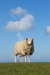 Schaf am Deich, Himmel, Wolken