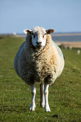 Schaf am Deich, Himmel, Wolken