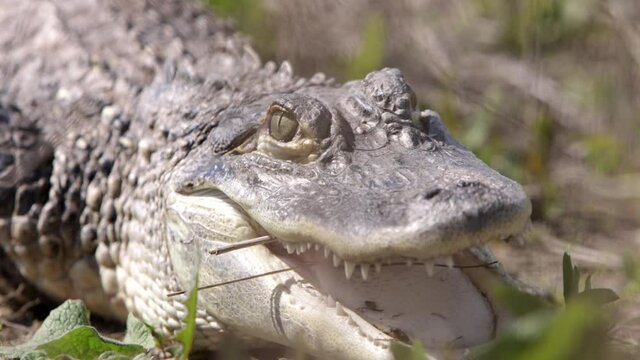 Alligator lowering head ready to attack