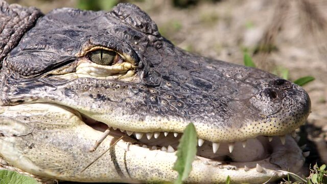 American alligator opening eye in slow motion