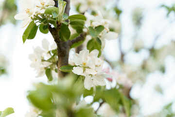 Apple tree white flowers and leaves on spring time