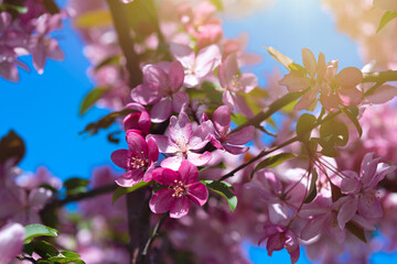 Blooming branches of cherry on a background of blue sky on a sunny day. Branch with pink sakura flowers