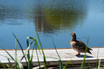 Wild duck in nature on a wooden bridge by the lake