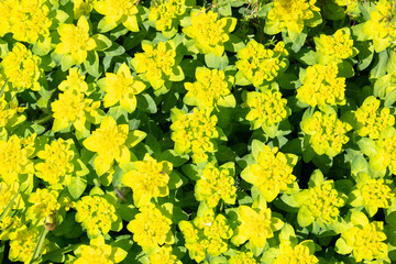 Obraz premium Yellow Euphorbia flowers growing in garden in sun light