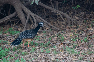 The bare-faced curassow (Crax fasciolata)