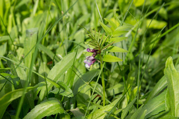 Purple flowers of wild peas in green grass