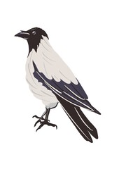 Bird magpie black and white. Seated black raven image detail.