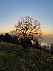 sunset in the forest