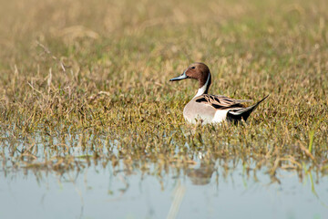 Northern pintail in the water