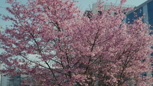 Lush blooming sakura cherry tree. Sakura flowers on the branches against beautiful blue sky. Pink Sakura (Japanese Cherry Blossom) Trees
