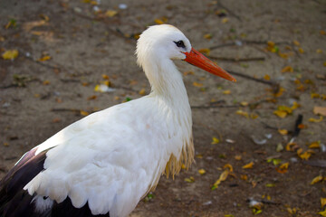 Wild white stork in the summer park