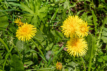 Yellow flowers on a background of green leaves and grass