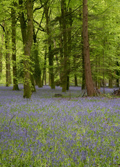 Fototapeta na wymiar Bluebells carpet lush English forest