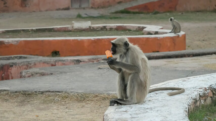 monkey with a black muzzle licks an ice cream on a stick