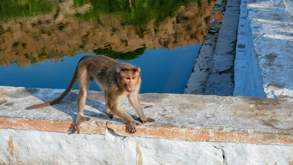 Macaque is preparing for an attack on the background of water and steps painted in blue