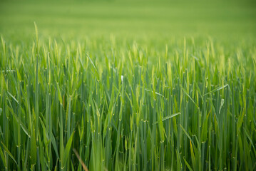 Lush spring wheat grass field