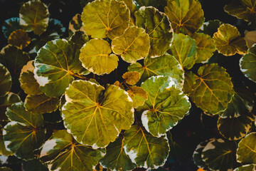 Spring Blossom over green background. Summer Flowers with vintage retro picture style.	

