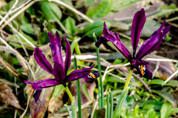 Dutch miniature blue iris (Iris reticulata)