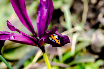 Dutch miniature blue iris (Iris reticulata)