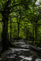 Fototapeta premium a forest path with sunbeams reflections on the ground in green color key style