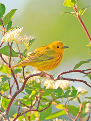 American Yellow Warble sitting on a tree brunch with green background, Quebec, Canada