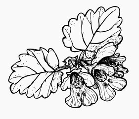 Botanical hand drawing of alehoof, ground-ivy ( Glechoma hederacea) in black and white