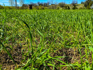 Tall green grass bending in the wind. Black broken tree branches in the background. Summer forest. Ecology, life and death concept