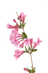 Weigela branch isolated on white background. Blooming flowers of weigela florida shrub in spring