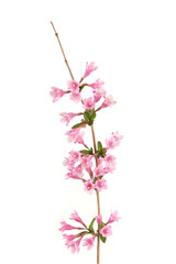 Weigela branch isolated on white background. Blooming flowers of weigela florida shrub in spring.