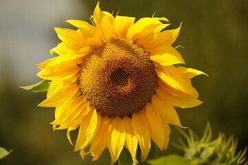 sunflower in the garden
