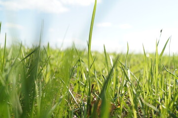 grass and sky