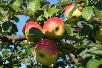 apples on tree