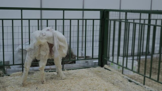 Portrait of white Jamnapari goat with long ears grooming self at agricultural animal exhibition, small cattle trade show - Indian breed. Farming, livestock and animal husbandry concept