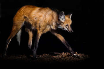 a maned wolf looking like a beast from hell, red hair and long legs in the night, black - 435914244
