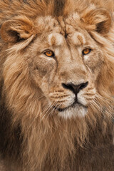 Obraz na płótnie Canvas A portrait of a male lion filling the entire frame with his gorgeous golden mane