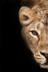 hungry lioness, half of the portrait, cut off. lioness on a black background. Muzzle of a severe lioness - obrazy, fototapety, plakaty