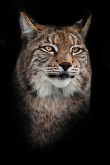 Muzzle of a wild forest cat lynx close-up- portrait, ears with tassels